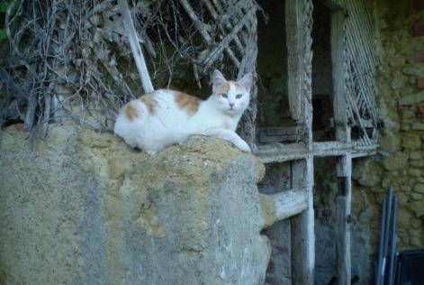 Vermisstmeldung Katze Männliche , 8 jahre Marciac Frankreich