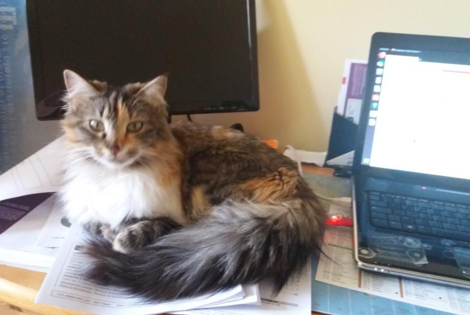 Disappearance alert Cat  Female , 7 years Pruillé-le-Chétif France