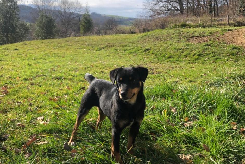 Alerte Découverte Chien Mâle Lanoux France