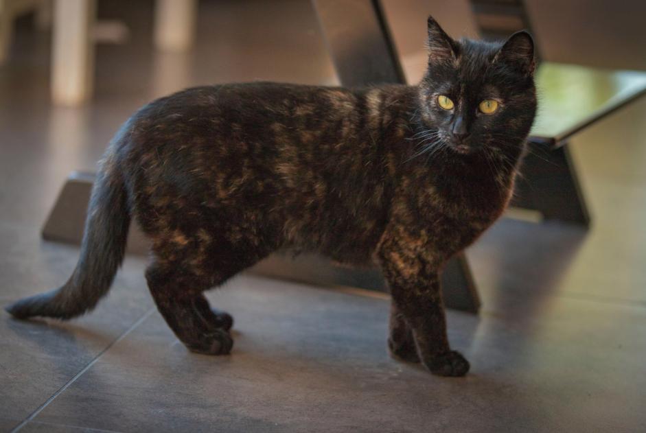 Avviso scomparsa Gatto Femmina , 8 anni Fouesnant Francia