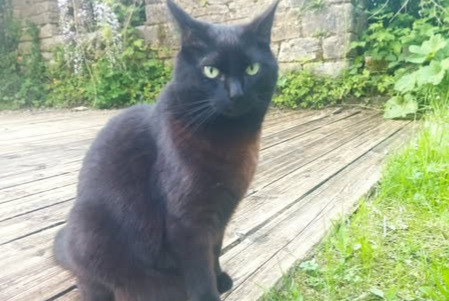 Avviso scomparsa Gatto incrocio di razze Femmina , 7 anni Coray Francia