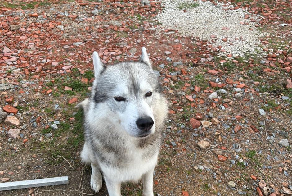 Ontdekkingsalarm Hond  Mannetje Saint-Victor Frankrijk