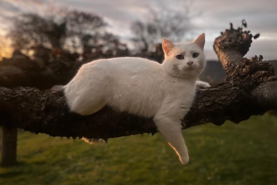 Alerta desaparecimento Gato  Fêmea , 6 anos Menthonnex-en-Bornes France